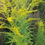 Euthamia graminifolia Flor