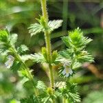 Euphrasia pectinata Flower