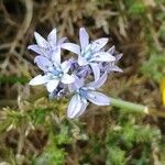 Scilla verna Blüte