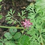 Fumaria schleicheri Flower