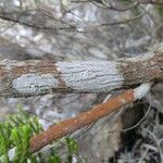 Erica reunionensis 樹皮