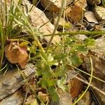 Ptychotis saxifraga Leaf