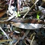 Eulophia maculata Leaf