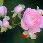Rosa abietina Flower