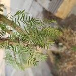 Prosopis cineraria Leaf