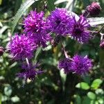 Vernonia noveboracensis Flower