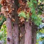 Taxus brevifolia 樹皮