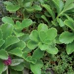 Sedum telephium Leaf