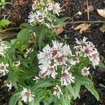 Symphyotrichum lanceolatum Virág