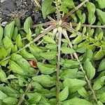 Crepis bursifolia Hábito