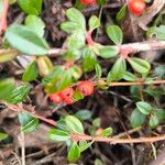 Cotoneaster dammeri Fruto