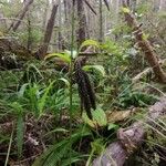 Carex flacca Habitus