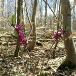 Daphne mezereum Habitus