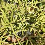 Rhipsalis cereuscula Hoja