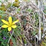 Gagea bohemica Fula