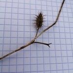 Caucalis platycarpos Mbuma