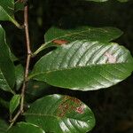 Davilla nitida Yaprak