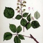 Rubus plicatus Flower