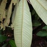 Ardisia fimbrillifera Leaf