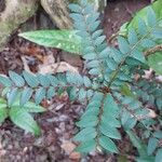 Phyllanthus consanguineus Hostoa