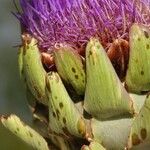 Cynara cardunculus অন্যান্য