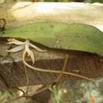 Aerangis arachnopus Flor