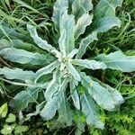 Verbascum niveum List