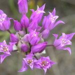 Allium acuminatum Floare