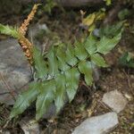 Anemia mexicana Habitus