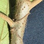Coussapoa villosa 树皮