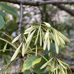 Fraxinus pennsylvanica