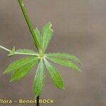 Galium obliquum Leaf