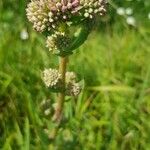 Sedum telephium Kwiat