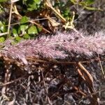 Cenchrus pedicellatus Flower