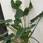 Alocasia cucullata Fuelha