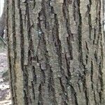 Castanea sativa Ekosanga