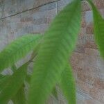 Aloysia citriodora Blad