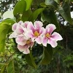 Bignonia aequinoctialis Flower