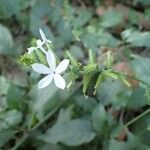 Plumbago zeylanica Flower