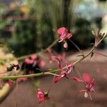 Lopezia racemosa ফুল