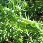 Salsola australis Costuma