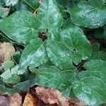 Asarum europaeum 葉