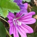 Malva sylvestris Květ