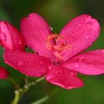 Jatropha integerrima Kvet