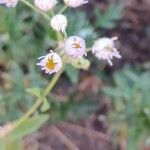 Erigeron philadelphicus花