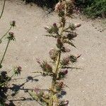 Ptilostemon casabonae Habit