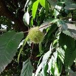 Castanea sativa Mbuma