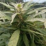Cannabis sativa Flower