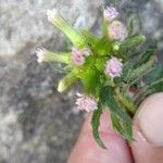 Erechtites valerianifolius 花