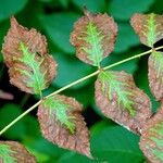 Aralia elata Leaf